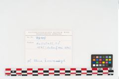 Foto von Bronzeschüsselhelmnagel (NHMW-PRAE-078105)